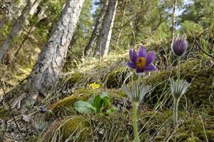 Pulsatilla slavica v poraste reliktnej boriny