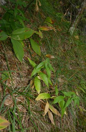 sterilné jedince Adenophora liliifolia na časti TMP (v reliktnej borine)