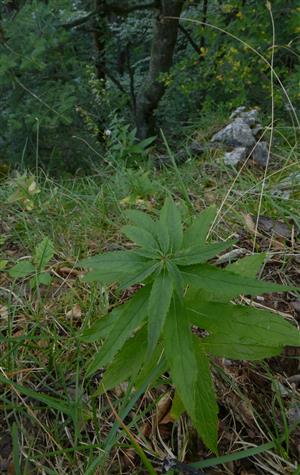 sterilný jedinec + fertilné jedince Adenophora liliifolia na časti TMP (v reliktnej borine)