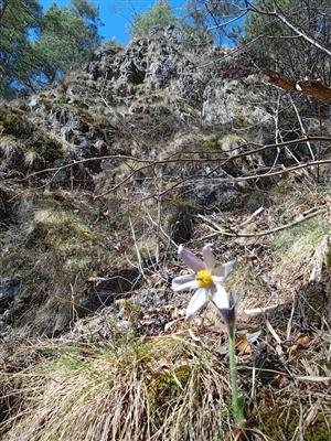 Pulsatilla subslavica osídľuje skalné terasy