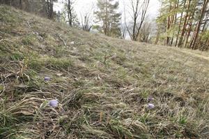 Väčšia populácia Pulsatilla subslavica