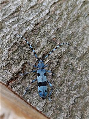 Rosalia alpina dospelec