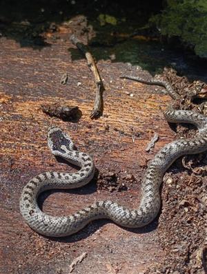 Coronella austriaca