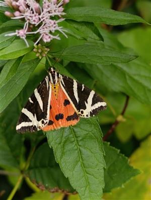 Euplagia quadripunctaria