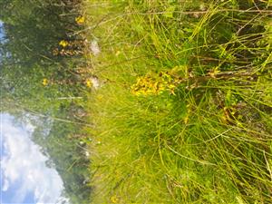 Pohľad na Ligularia sibirica