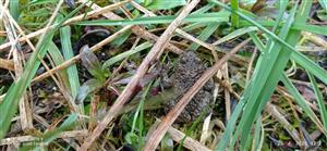 Bombina variegata adult na TML_BombVari_021