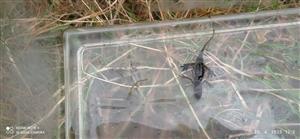 Triturus montadoni na TML_BombVari_021