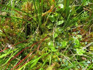 detail na drosera rotundifolia a spol.