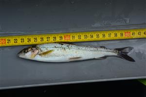 Thymallus thymallus