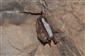 Myotis nattereri