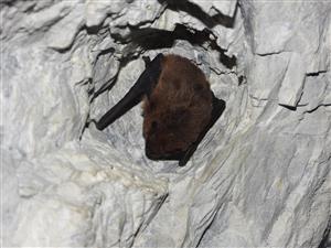Pipistrellus pipistrellus