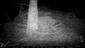 Martes martes_TML_MartMart_040_Vyšné Slovinky