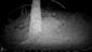 Martes martes_TML_MartMart_040_Vyšné Slovinky