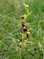 Suchomilné travinnobylinné a krovinové porasty na vápnitom podloží (*dôležité stanovištia Orchideaceae) (28.5.2015)