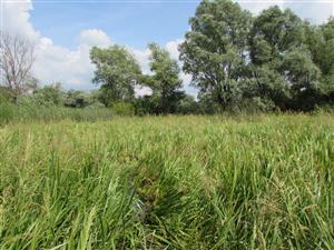 Lokalita - biotop Lk11 (porost Glyceria maxima), který zakrývá cílový biotop Vo2.