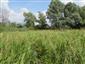 Prirodzené eutrofné a mezotrofné stojaté vody s vegetáciou plávajúcich a/alebo ponorených cievnatých rastlín typu Magnopotamion alebo Hydrocharition (16.6.2015)