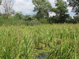 Lokalita - lze vidět i cílový biotop Vo2 (porosty žaburinky mezi Glyceria maxima).
