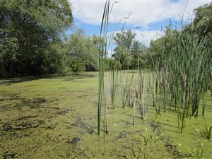 Lokalita, v záběru i kvetoucí Stratiotes aloides (rezavka aloovitá).