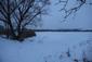 lyska čierna (13.1.2026)
