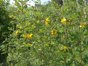 Veterník - kvitnúca Colutea arborescens