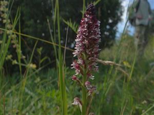 Orchis ustulata