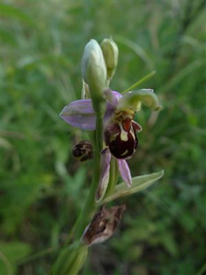 Ophrys apifera