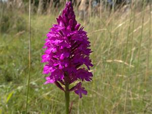 kvitnúci Anacamptis pyramidalis