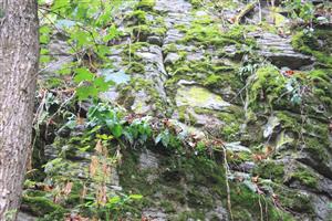 Detailnejší pohľad na časť skalnej steny s charakt. druhmi rodov Polypodium, Asplenium, Hylotelephium