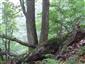 Lipovo-javorové sutinové lesy (10.9.2014)
