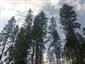Brezové, borovicové a smrekové lesy na rašeliniskách (9.6.2015)