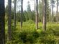 Brezové, borovicové a smrekové lesy na rašeliniskách (9.6.2015)