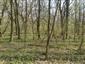 Lužné dubovo-brestovo-jaseňové lesy okolo nížinných riek (15.4.2015)