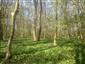 Lužné dubovo-brestovo-jaseňové lesy okolo nížinných riek (16.4.2015)