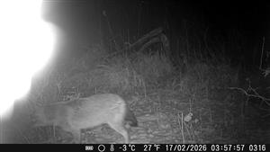Dospelý jedinec C.aureus, TML Číčov, časť Hamské tŕstie-sever. Foto z videa, fotopasca J.Lengyel, 17.2.2026.