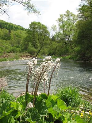 Vlára H. Srnie pod bočným ramenom