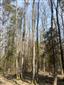 Dubovo-hrabové lesy lipové (24.4.2015)