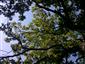 Teplomilné panónske dubové lesy (3.6.2015)