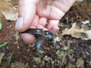 múmia druhu Lucanus cervus