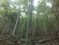 Lipovo-javorové sutinové lesy (18.6.2015)