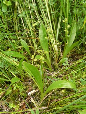 Liparis loeselii