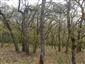 Teplomilné panónske dubové lesy (20.4.2015)