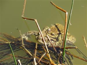 Ropucha bradavičnatá - Bufo bufo