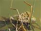 Ropucha bradavičnatá - Bufo bufo