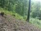 Bukové a jedľové kvetnaté lesy (1.6.2015)