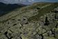 Silikátové skalné sutiny v montánnom až alpínskom stupni (18.6.2014)