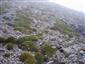 Karbonátové skalné sutiny alpínskeho až montánneho stupňa (21.8.2013)