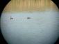 chochlačka sivá (28.4.2026)