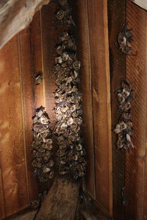 kolonia Myotis myotis