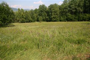 záber na časť biotopu, kde sa prelína Lk1 a Lk6