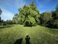 Vrana popolavá (28.4.2026)
